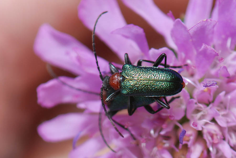 Gaurotes virginea